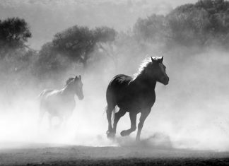 Meekness Is Not Weakness