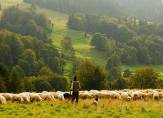 Three Types of Pastors Who Help the Church