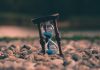 The Curse of Death in Adam