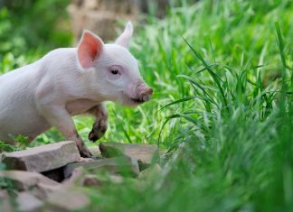 ICC Develops Piglet Farms for Persecuted Women in Myanmar