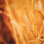 Church groups ready as Zambia faces food shortages in chronic drought