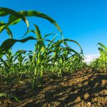 Amid COVID-19, African church leaders say availing quality seeds to farmers can help beat food insecurity
